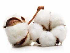 Sušený bavlník - prírodný biely