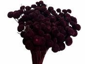 Sušené kvety guličky Bo - vínovo červené marsala