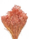 Sušený Broom Bloom lososovo ružový 100 g | Jemný sušený kvet na aranžovanie