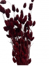 Sušené kvety chvostíky vínovo červené / marsala, 50 g (sušené dekoratívne trávy)