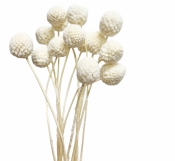 Sušený kvet Craspedia bielená – snehobiela dekoratívna guľôčka, 1 kus