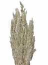 Sušené kvety Eukalyptus 100g malé lístky- bielený