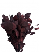 Stabilizovaný eukalyptus – vetvička marsala / vínovo červená (1 ks)