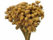 Sušené kvety Hviezdicový kvet 100g - natur