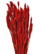 Sušené kvety pšeničné klasy - červené 