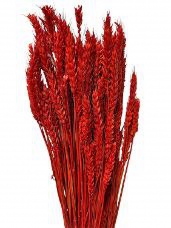 Sušené kvety pšeničné klasy - červené 