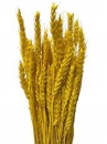 Sušené kvety pšeničné klasy - žlté