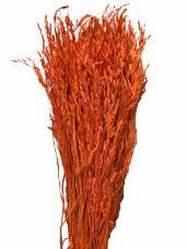 Sušené kvety klasy ryža - oranžová