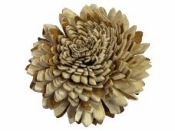 Kvet Ming Dalia Jumbo 8 cm  - dvojfarebná