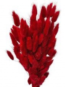 Sušené kvety chvostíky Lagurus 50g - červené