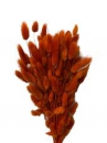 Sušené kvety chvostíky Lagurus 50g - oranžovo hnedé