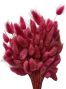 Sušené kvety chvostíky Lagurus 50g - ružové