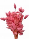 Sušené kvety chvostíky Lagurus 50g - svetlé ružové