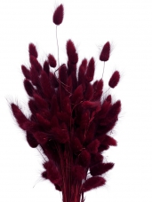 Sušené kvety Lagurus chvostíky – vínovo červené marsala 50 g (sušené dekoratívne trávy) 