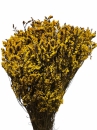 Stabilizovaná limonka žltá 120 g – sušená dekoratívna rastlina, 50 cm