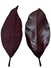 Stabilizovaný list magnólie – vínovo červená (marsala)