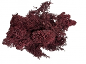 Stabilizovaný islandský mach – vínovo červený (marsala), 30 g