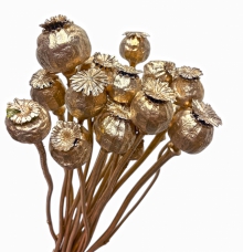 Makovice metalické – šampanská zlatá, cca 15 ks, dĺžka 50 cm