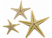 Morské hviezdice - sada 3 ks