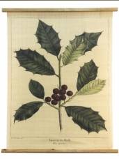 Závesný obraz „American Holly“ 80×100 cm – botanický motív, Clayre & Eef