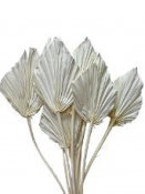Sušené palmové listy 10cm - bielené