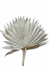 Sušené palmové listy 30cm - bielené 