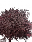Stabilizované papradie – vetvička marsala (vínovo červená), 1 ks