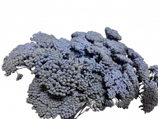 Sušené kvety Rebríček - ľadová modrá