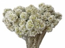 Sušené kvety Scabiosa 100g - natur biele