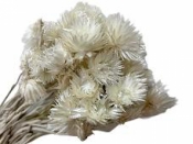 Sušené kvety slamienky Cap 50g - biela kytica