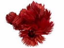 Sušené kvety slamienky Cap 10 ks - červené