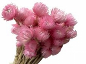 Sušené kvety slamienky Cap 50g - ružová kytica 