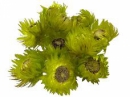 Sušené kvety slamienky Cap 10 ks - limetkové