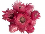 Sušené kvety slamienky Cap 10 ks - ružové