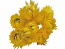 Sušené kvety slamienky Cap 10 ks - žlté