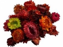Sušené kvety slamienky 90 g- červená jeseň