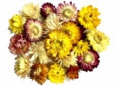 Sušené kvety slamienky 20 ks - mix farieb