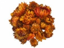 Sušené kvety slamienky 50g - oranžové