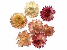 Sušené kvety slamienky - ružové - 10ks