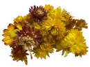 Sušené kvety slamienky 90 g- žltá jeseň 
