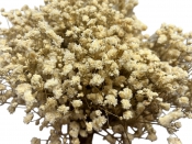 Stabilizovaná gypsophila krémová – zväzok 15 gramov