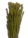 Sušené kvety - Tráva Araucaria 100g - zelená