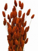 Sušené chvostíky oranžovo-tehlové 170 g | Dekorácia na aranžovanie