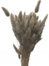 Sušené kvety chvostíky Lagurus 50g - šedé