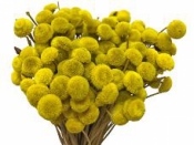 Sušené kvety guličky Bo - žlté