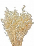 Sušené kvety Briza maxima 50g - bielené