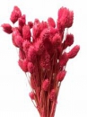 Sušené kvety chvostíky - ružové