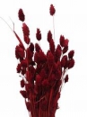 Sušené kvety chvostíky - karmínové červené