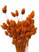 Sušené kvety chvostíky - oranžové