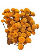 Sušené kvety guličky Bo - oranžové